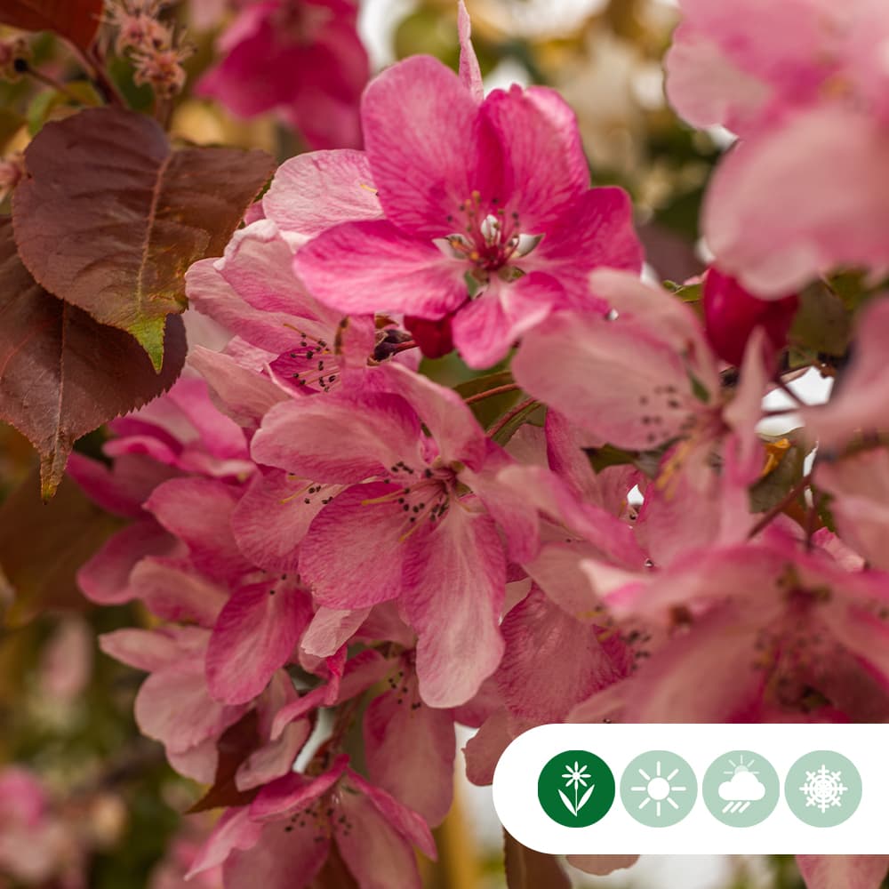 Rotblättriger Zierapfel