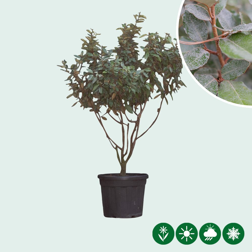 Ölweide mehrstämmig