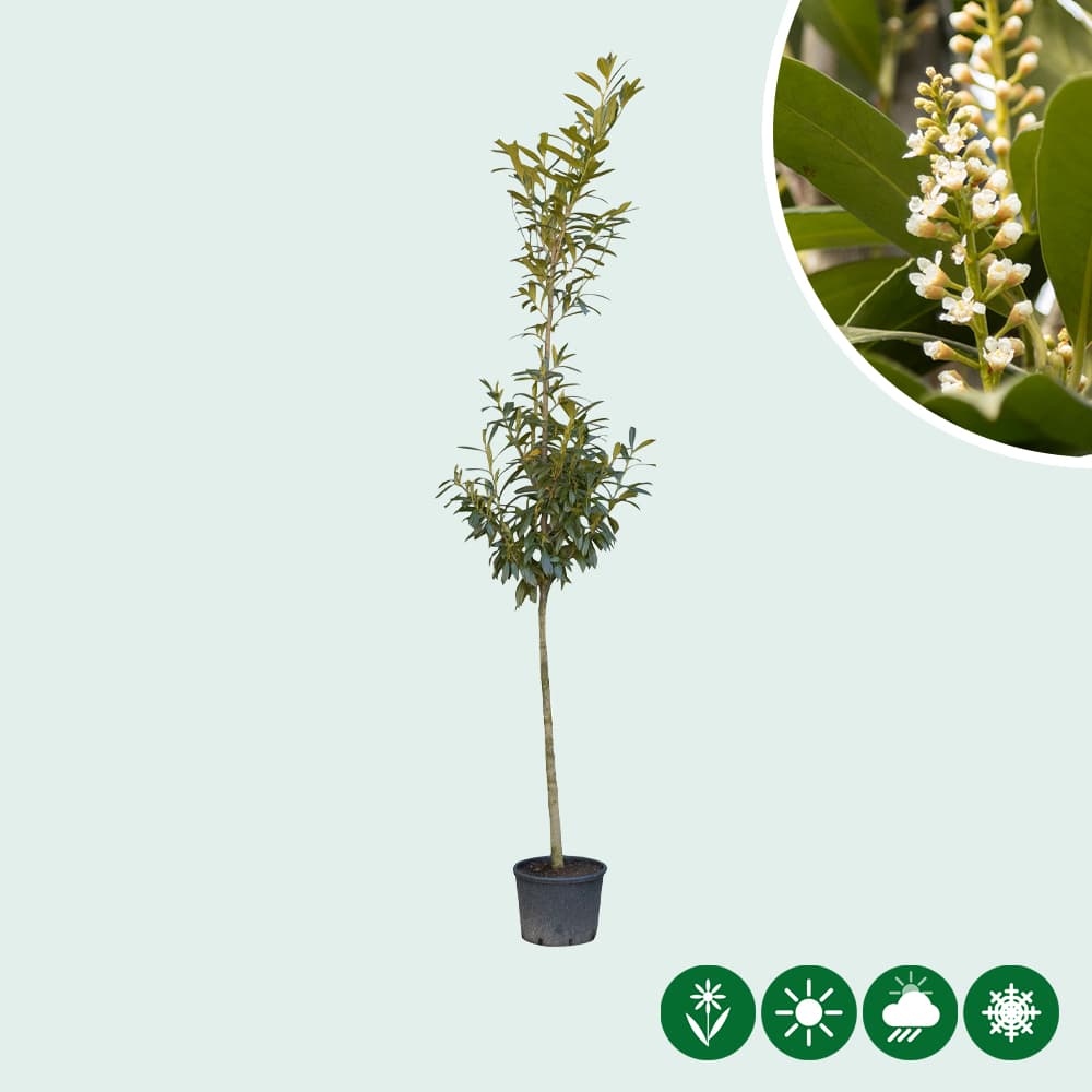 Kirschlorbeer Hochstamm 200 cm