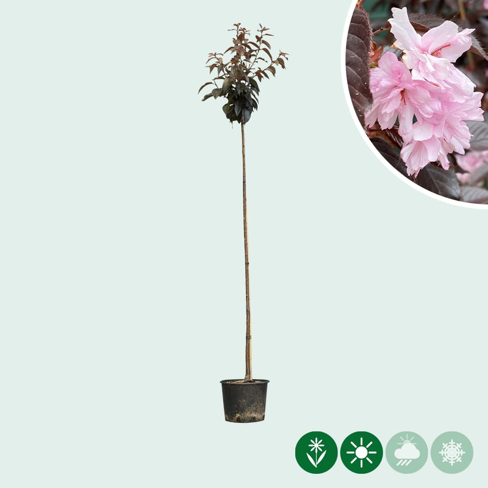 Japanische Blütenkirsche Royal Burgundy