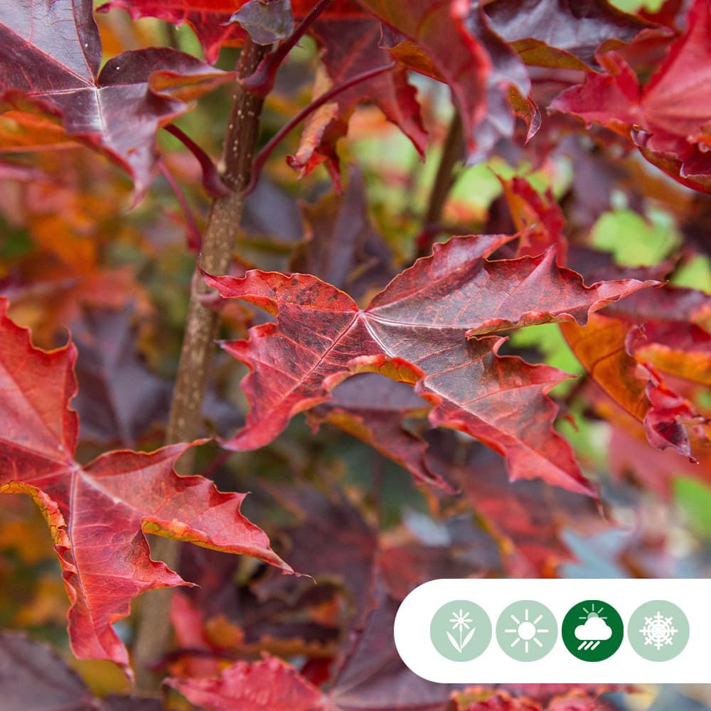 Acer platanoides Royal Red