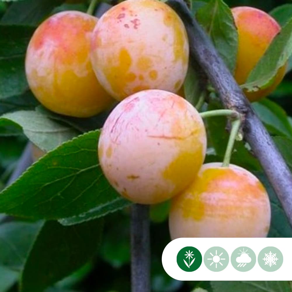 Süße Pflaume 'Mirabelle de Nancy'