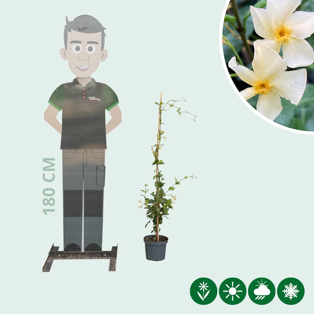 Gelber Sternjasmin 'Star of Toscane'