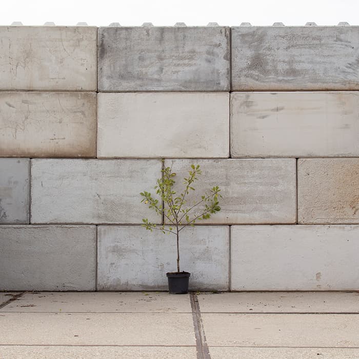 Süße Pflaume 'Victoria'