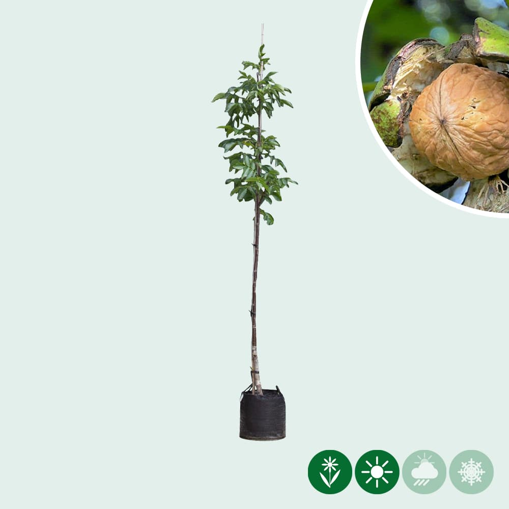 Juglans regia Buccaneer