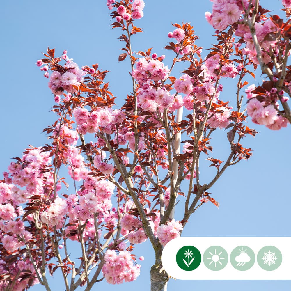 Japanische Blütenkirsche Royal Burgundy