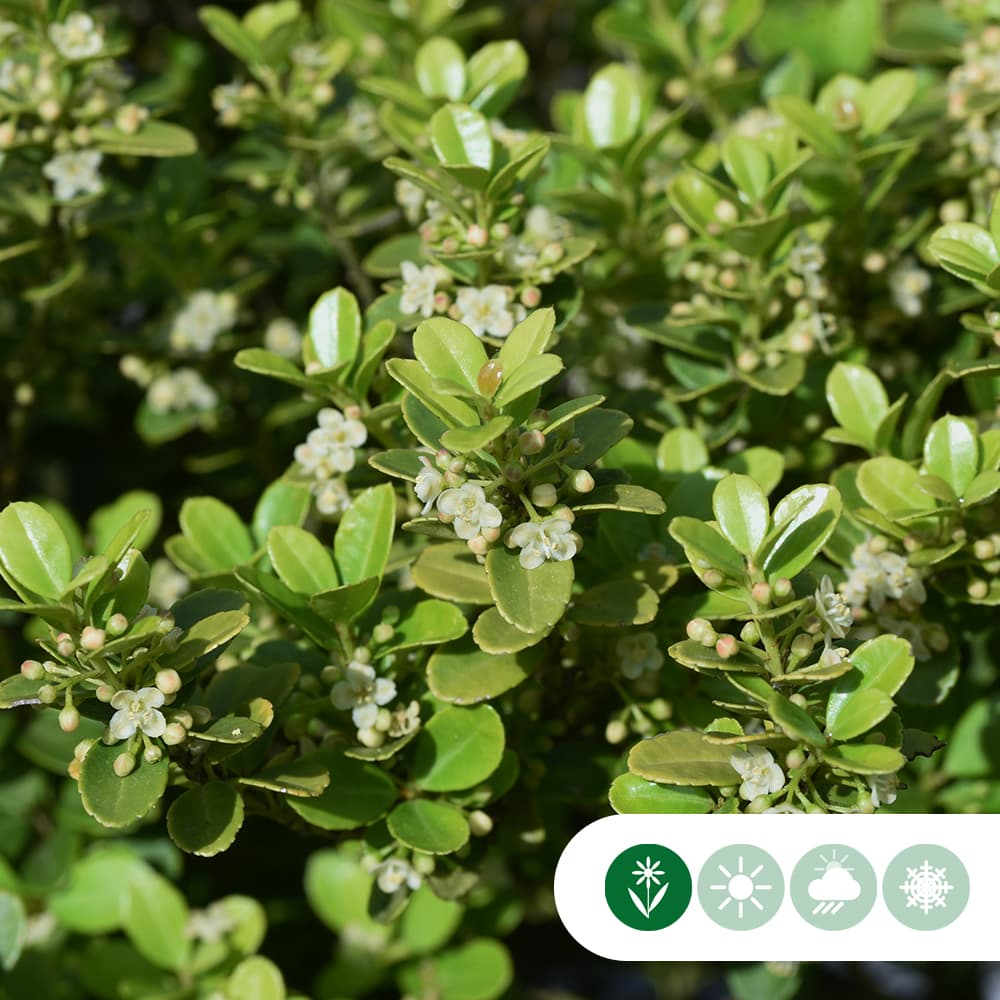 Japanische Stechpalme Hecke 30 cm