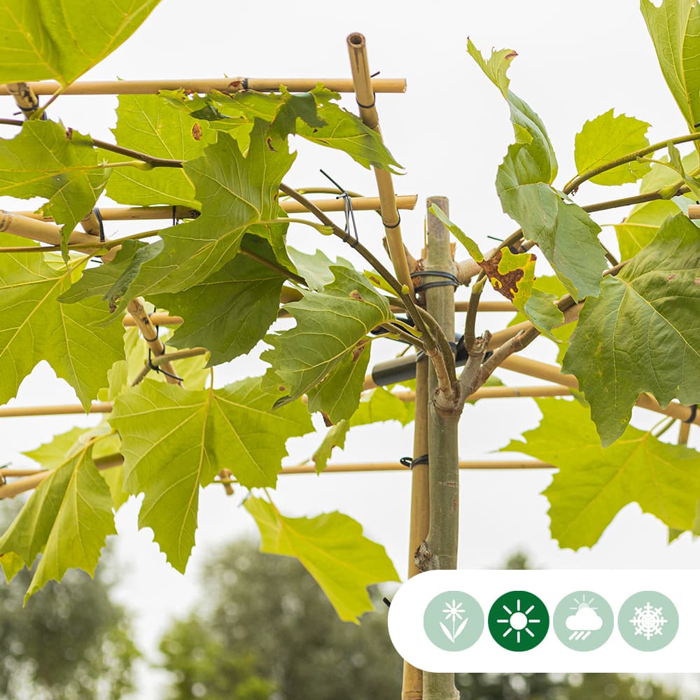 Dachplatane in Kreuzform