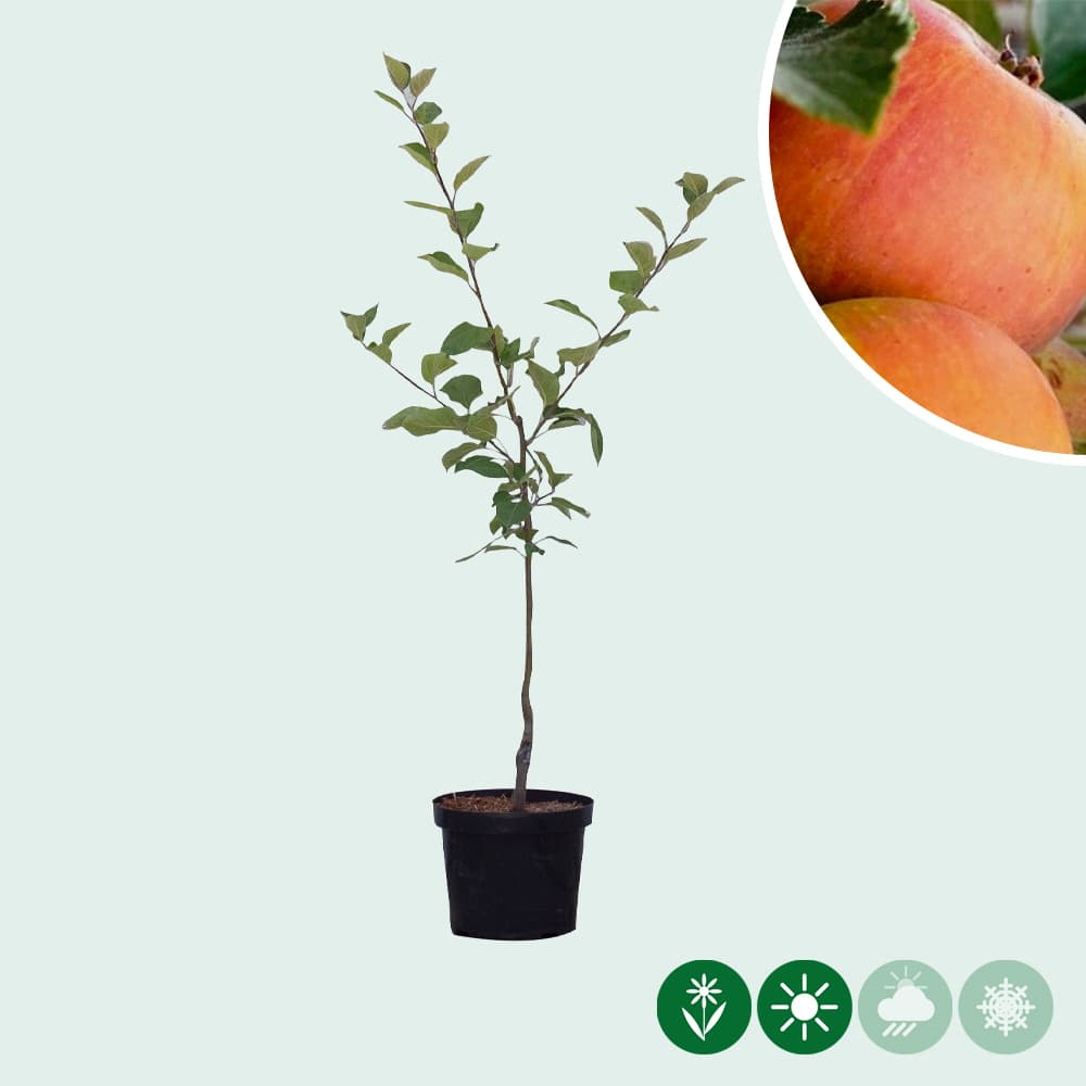 Malus d. 'Cox's Orange Pippin'