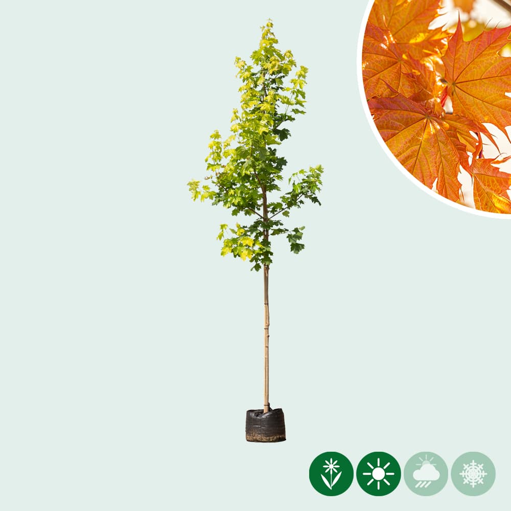 Acer platanoides Princeton Gold