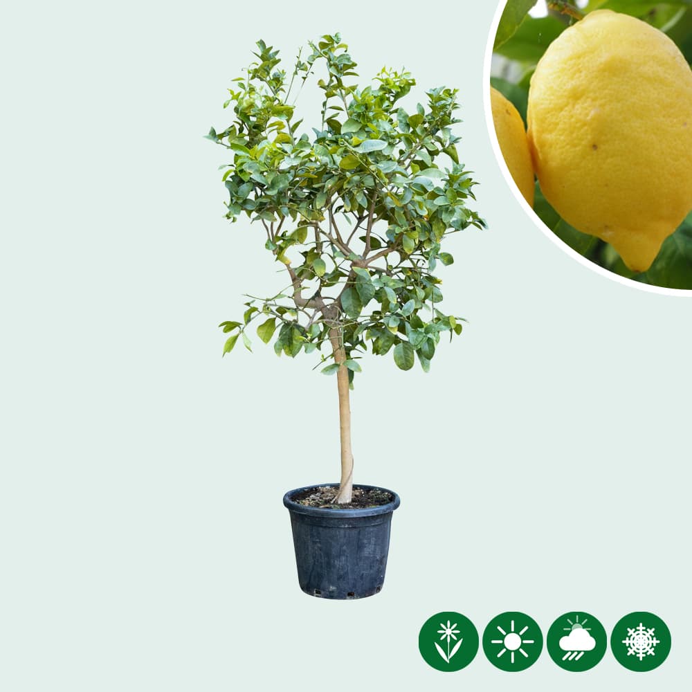 Zitronenbaum