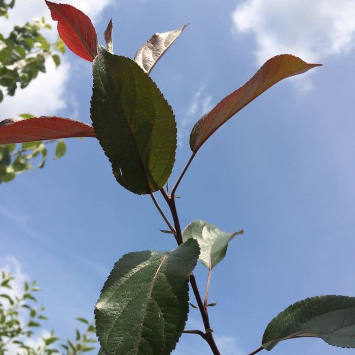 Rotblättriger Zierapfel