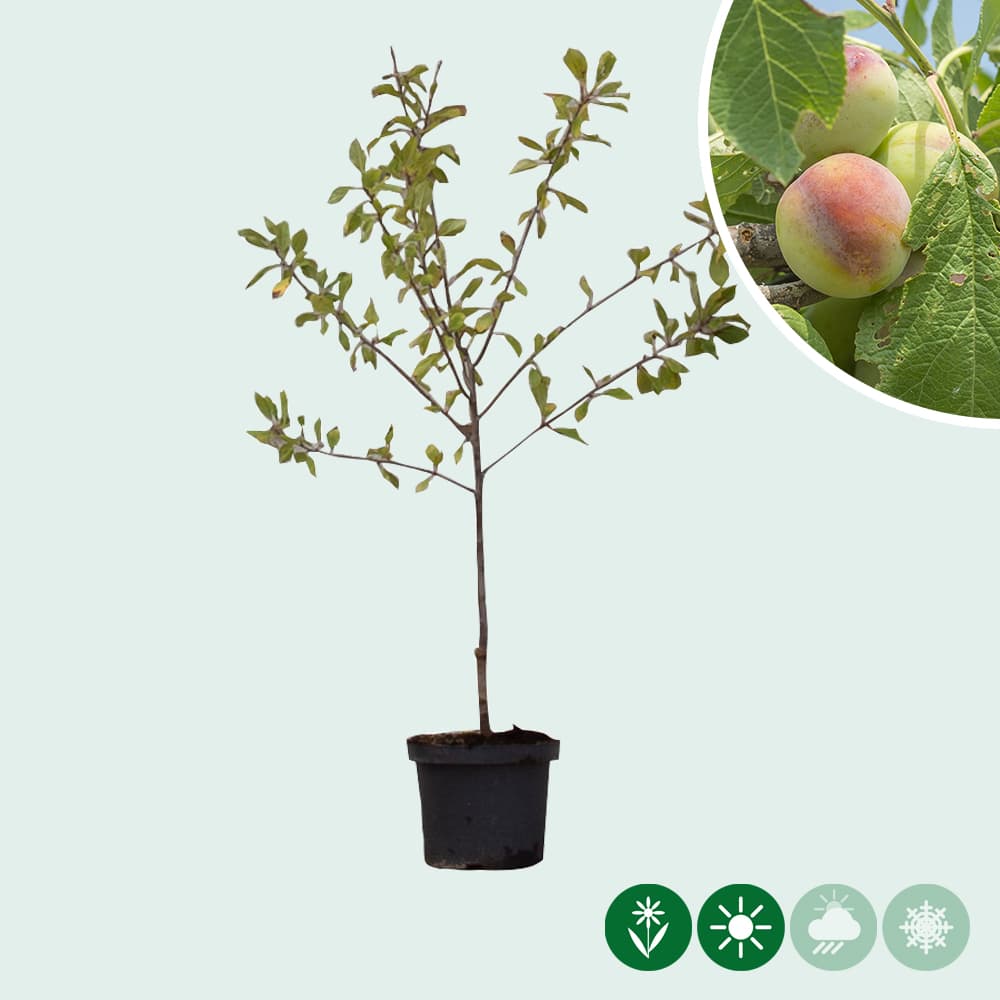 Süße Pflaume 'Opal'