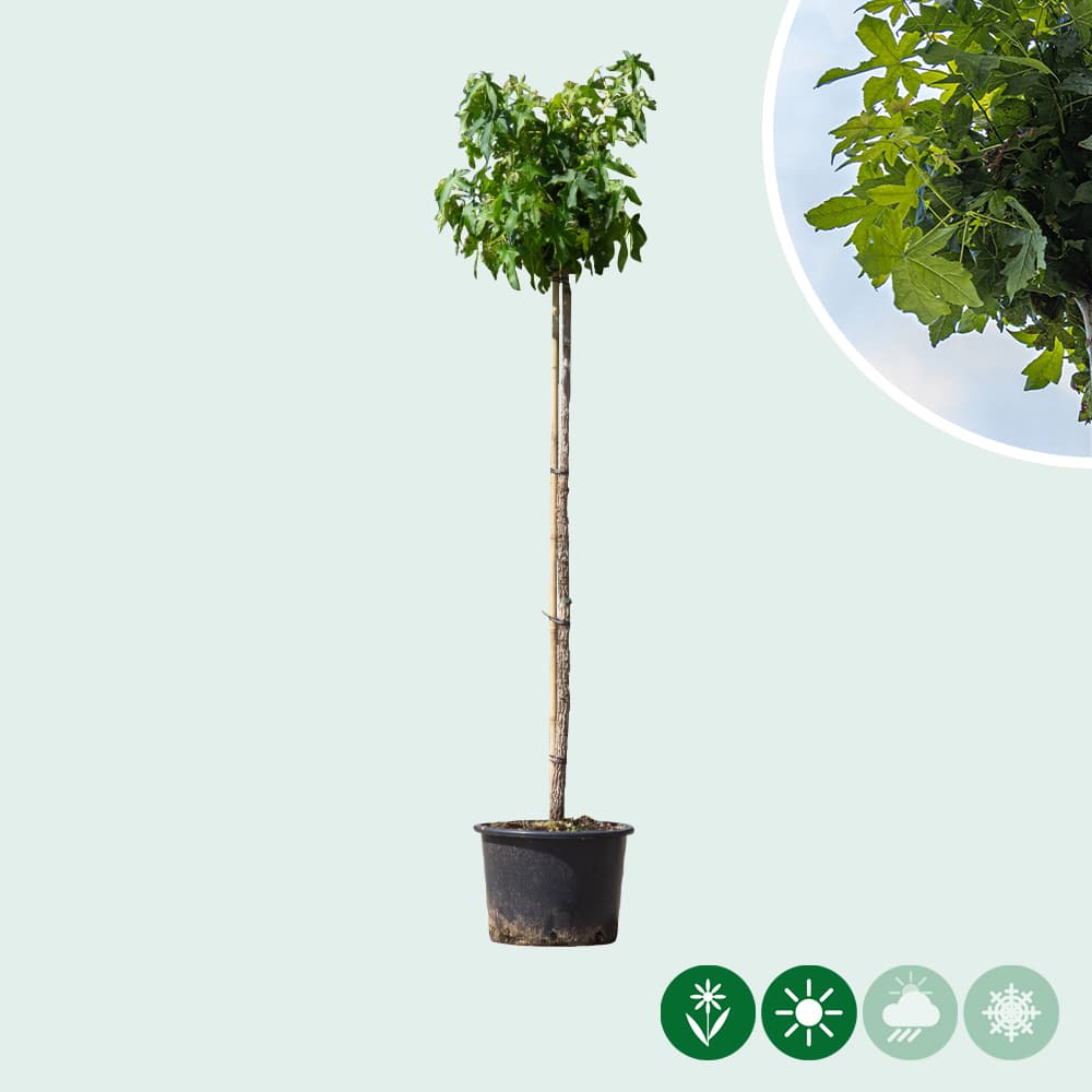 Amberbaum kugelförmig