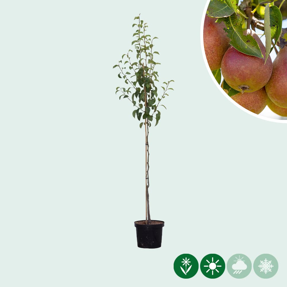 Pyrus communis Bonne Louise d'Avranches