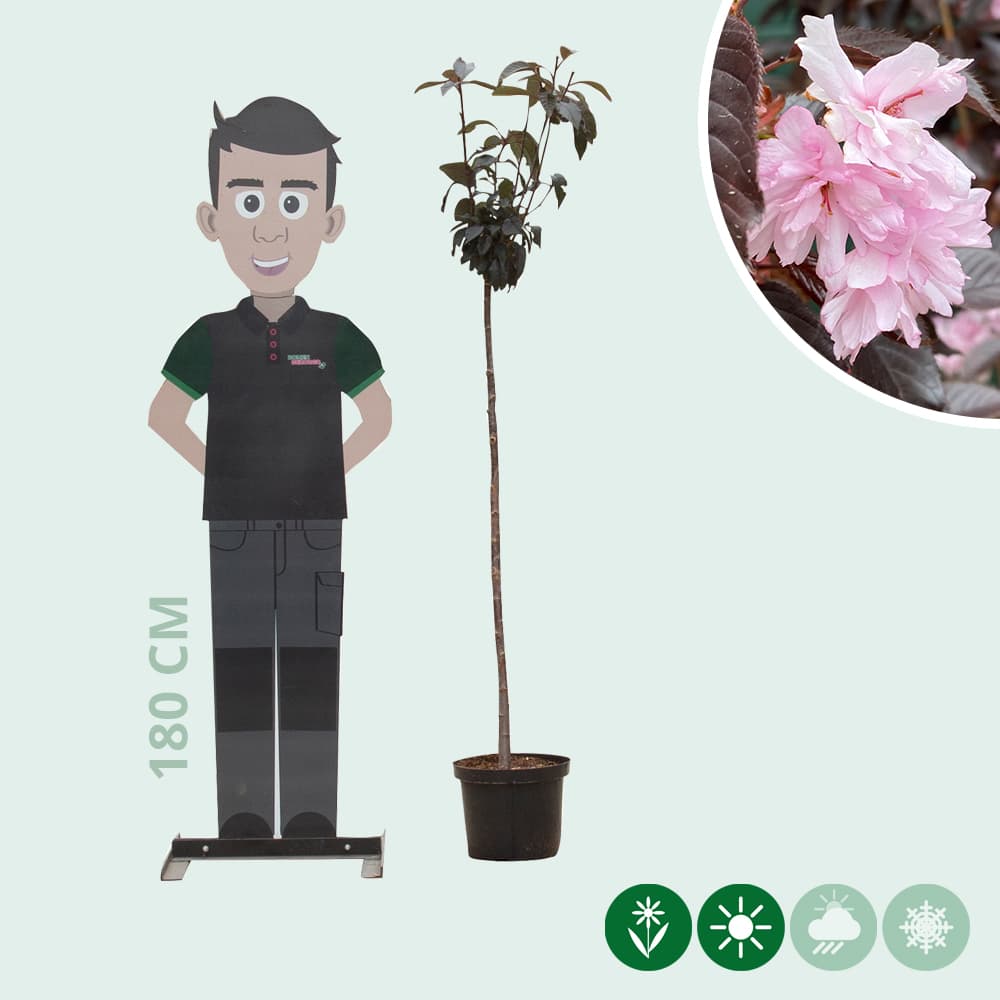 Japanische Blütenkirsche Royal Burgundy