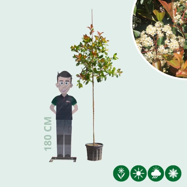 Glanzmispel baumförmig