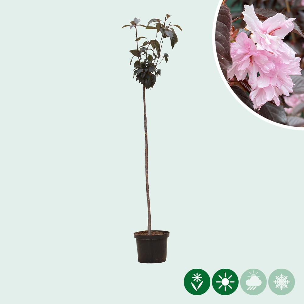 Japanische Blütenkirsche Royal Burgundy