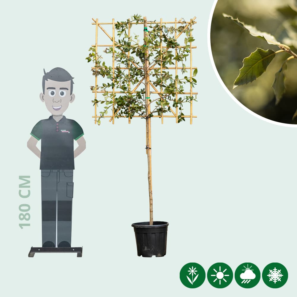 Steineiche als Spalier 100 cm