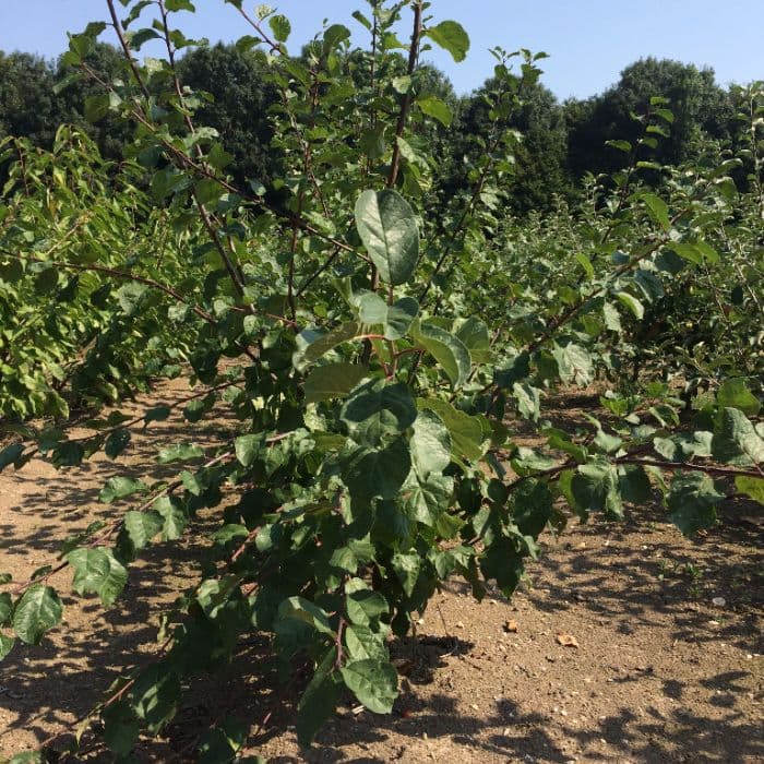 Süße Pflaume 'Victoria'