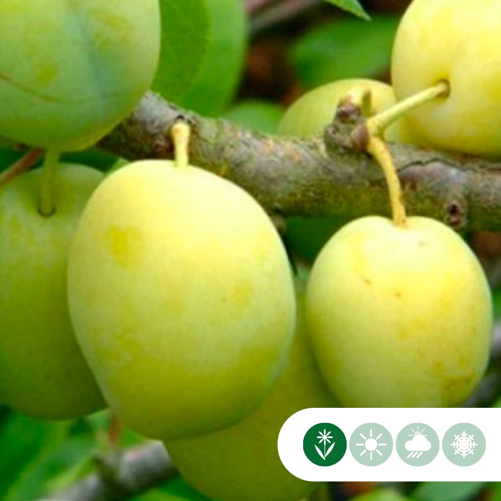 Süße Pflaume 'Reine Claude Verte'