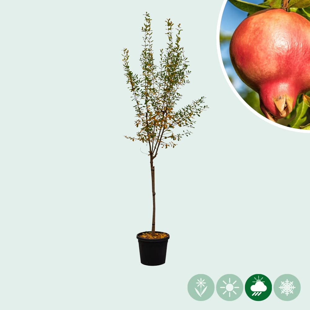 Veredelte Obstbäume