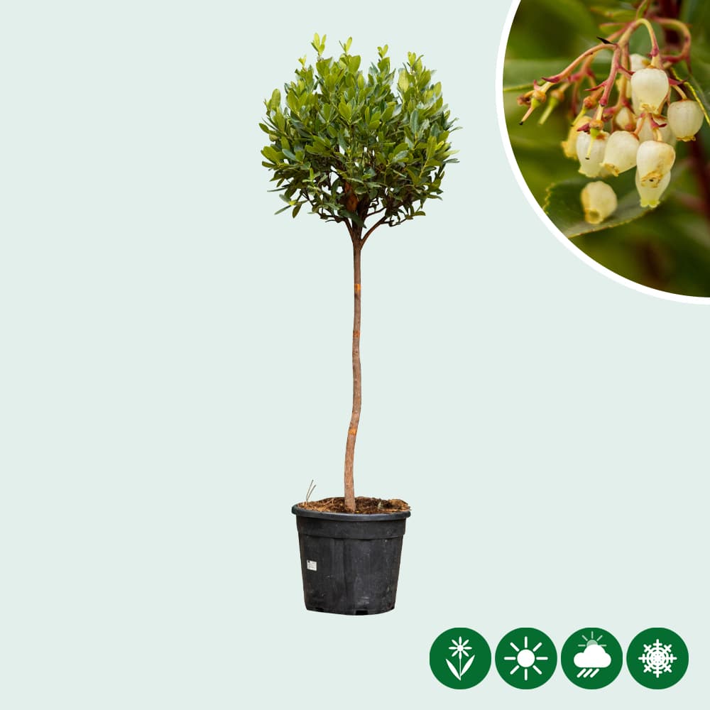 Erdbeerbaum Halbstamm