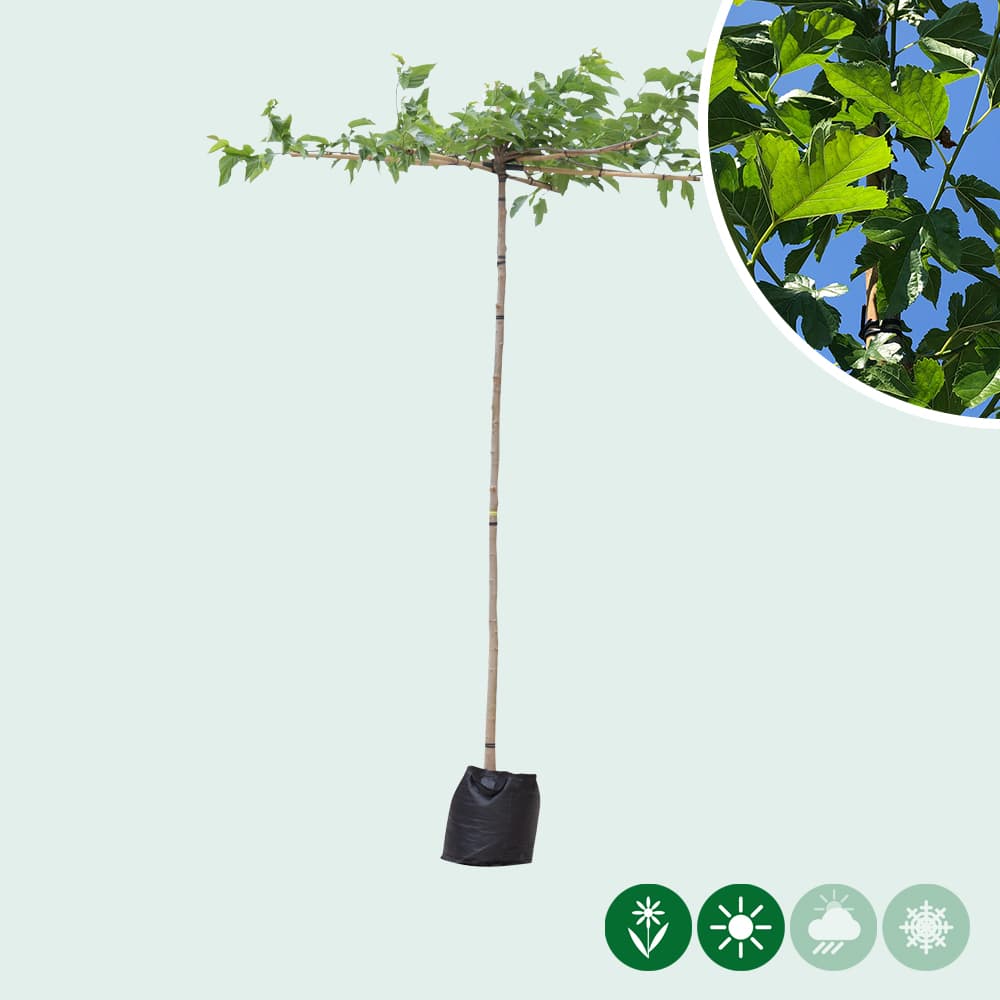 Dach-Maulbeerbaum in Kreuzform