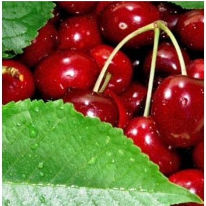 Prunus avium Hedelfinger