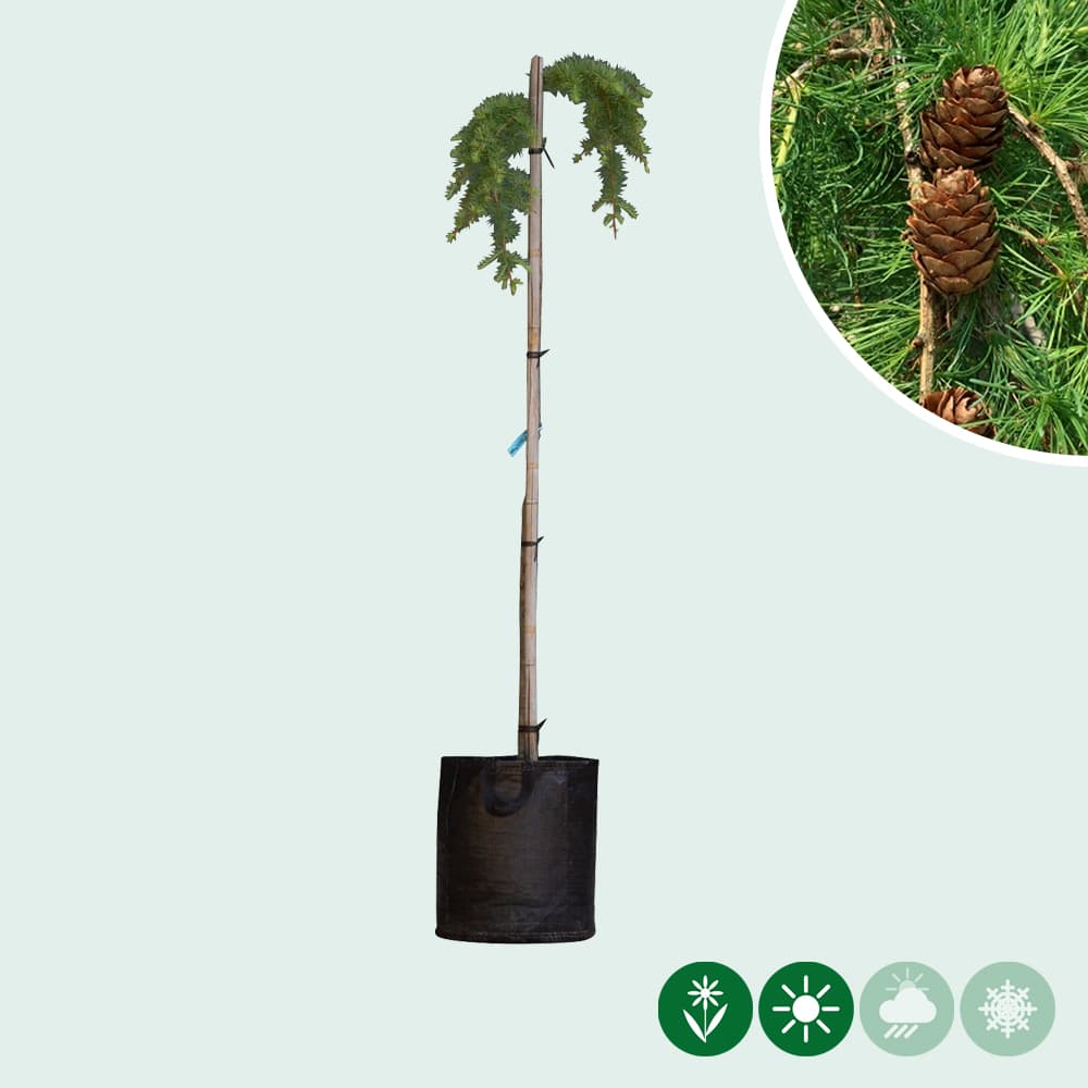 Japanische Hänge-Lärche