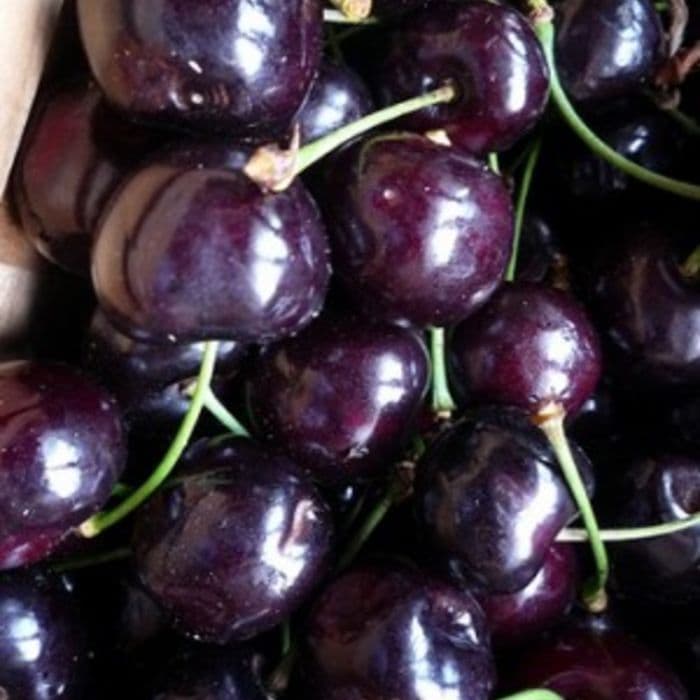 Prunus avium Varikse Zwarte
