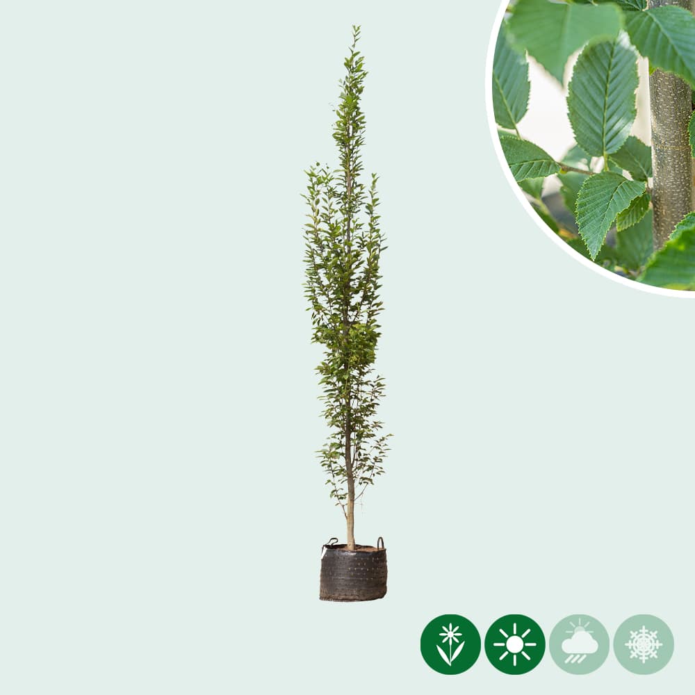 Säulenhainbuche Spindelbusch