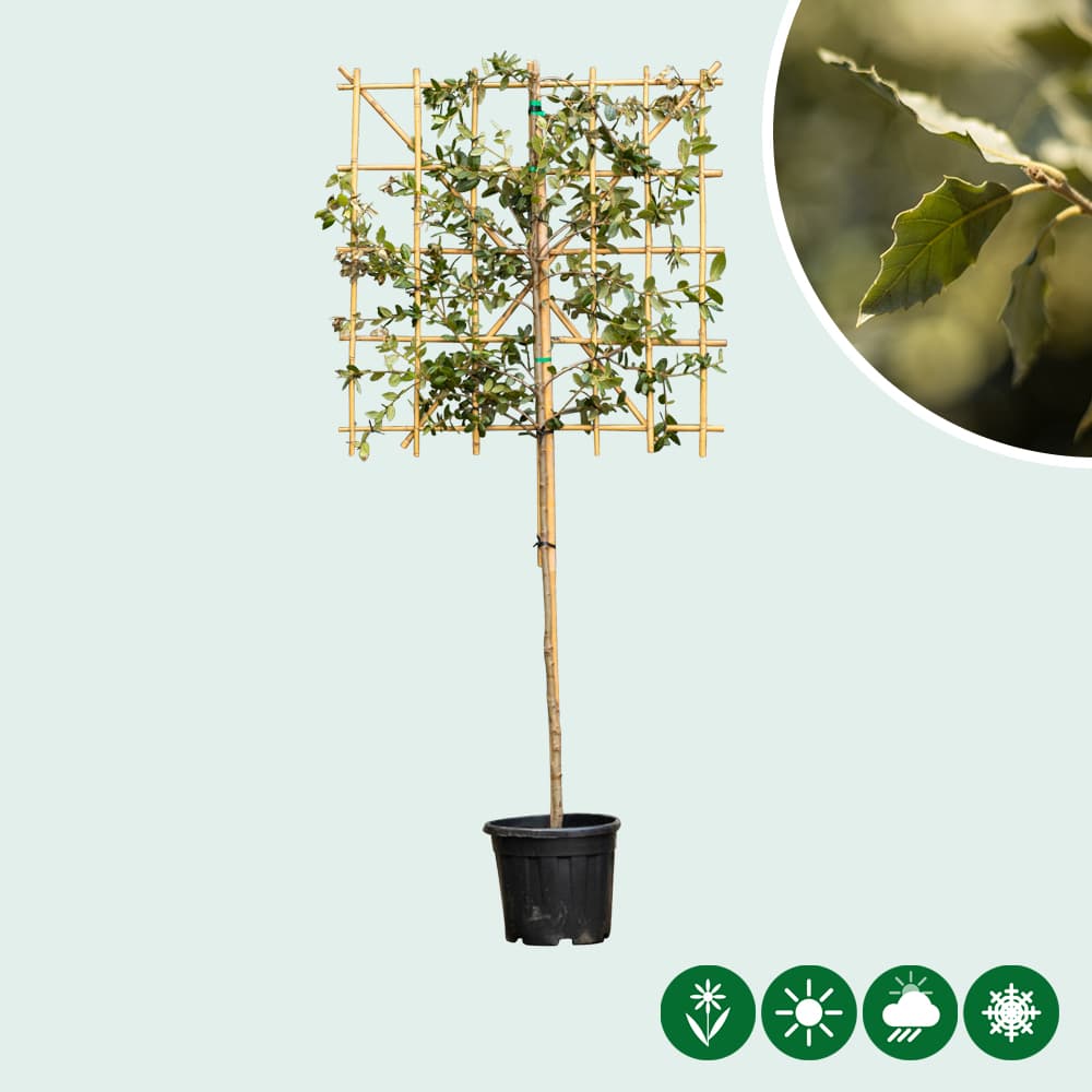 Steineiche als Spalier 100 cm