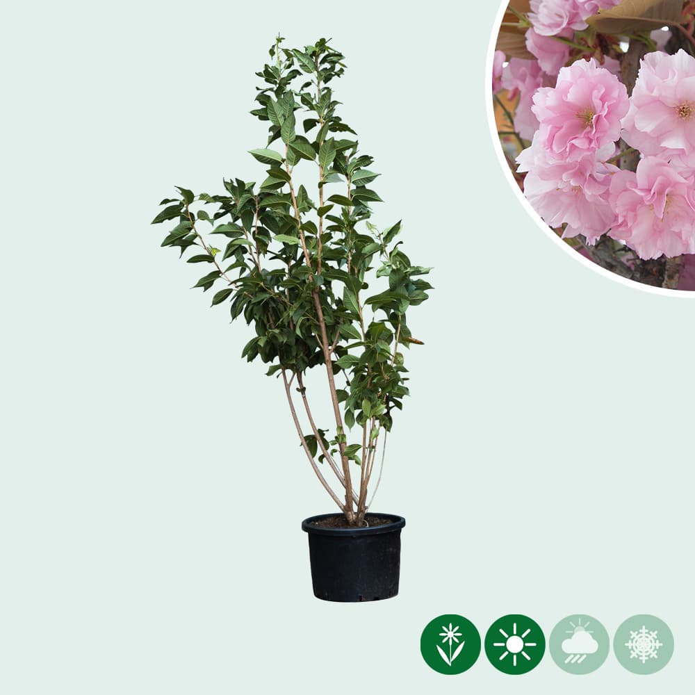 Japanische Zierkirsche 'Kanzan' mehrstämmig