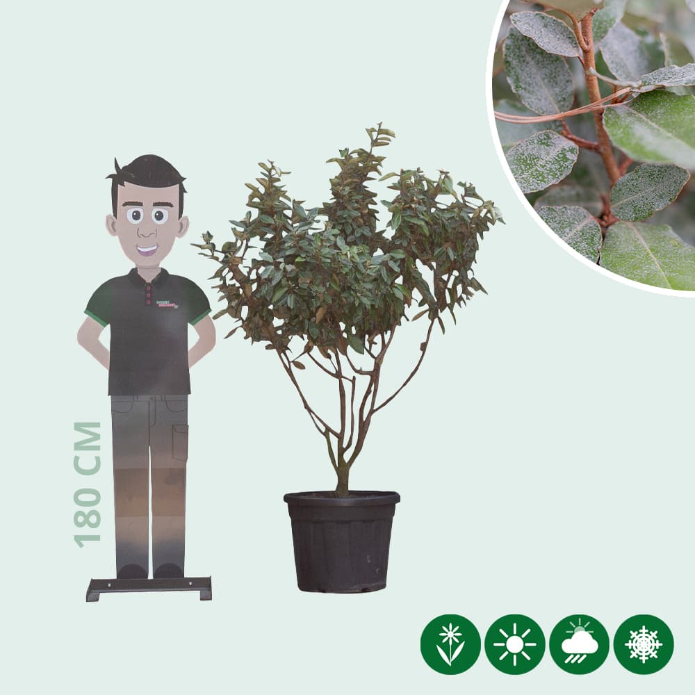 Ölweide mehrstämmig