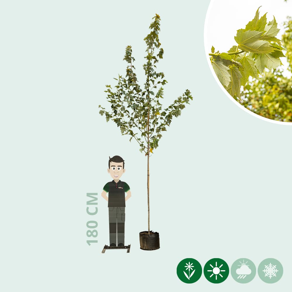 Rot-Ahorn Red Sunset