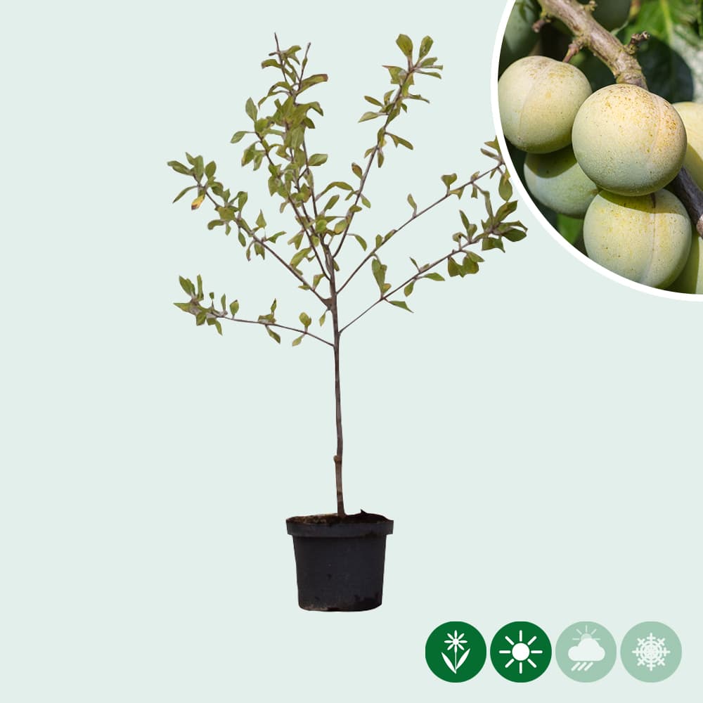 Süße Pflaume 'Reine Claude d'Oullins'