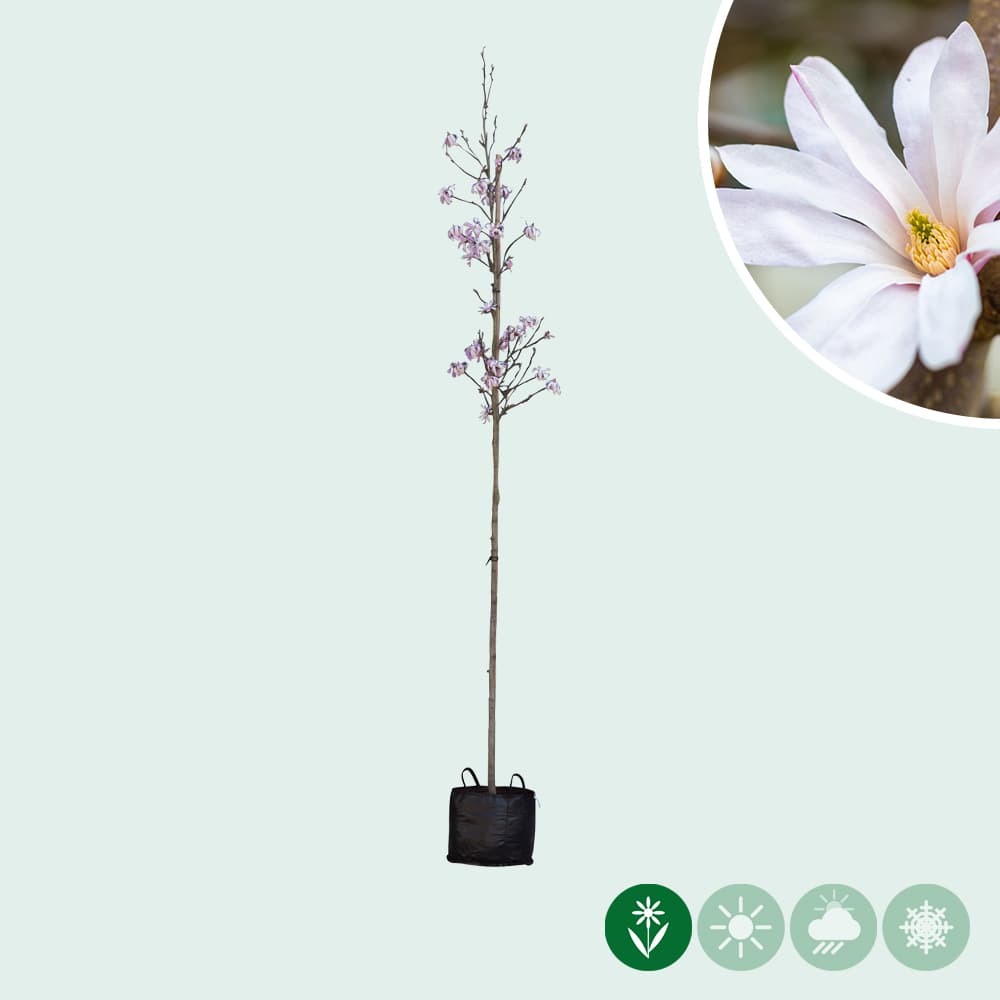 Magnolie 'Leonard Messel'