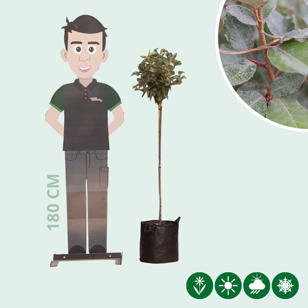 Ölweide kugelförmig