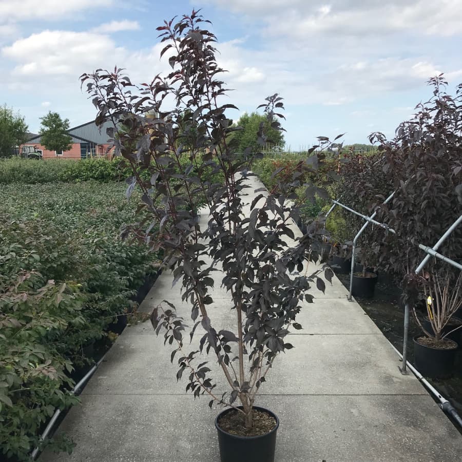 Japanische Blütenkirsche Solitär 2