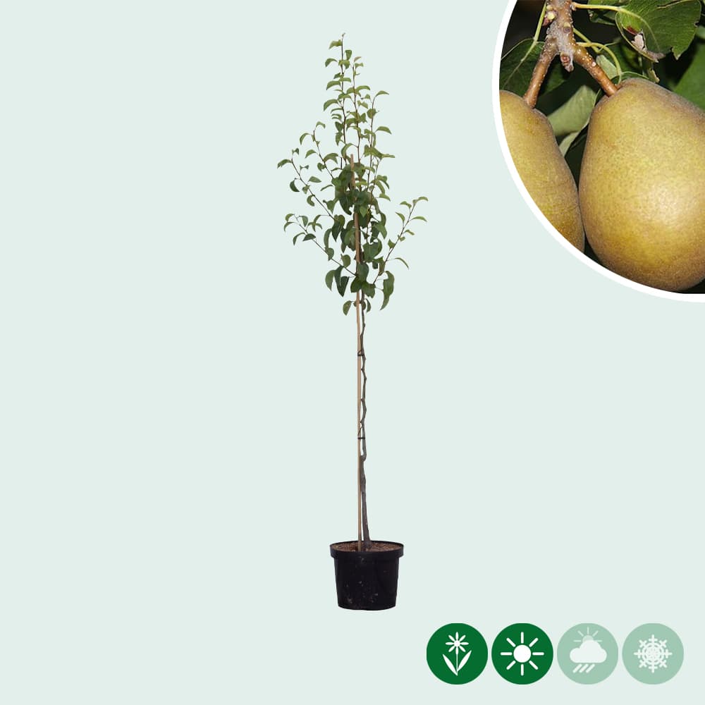 Pyrus communis Beurre Hardy