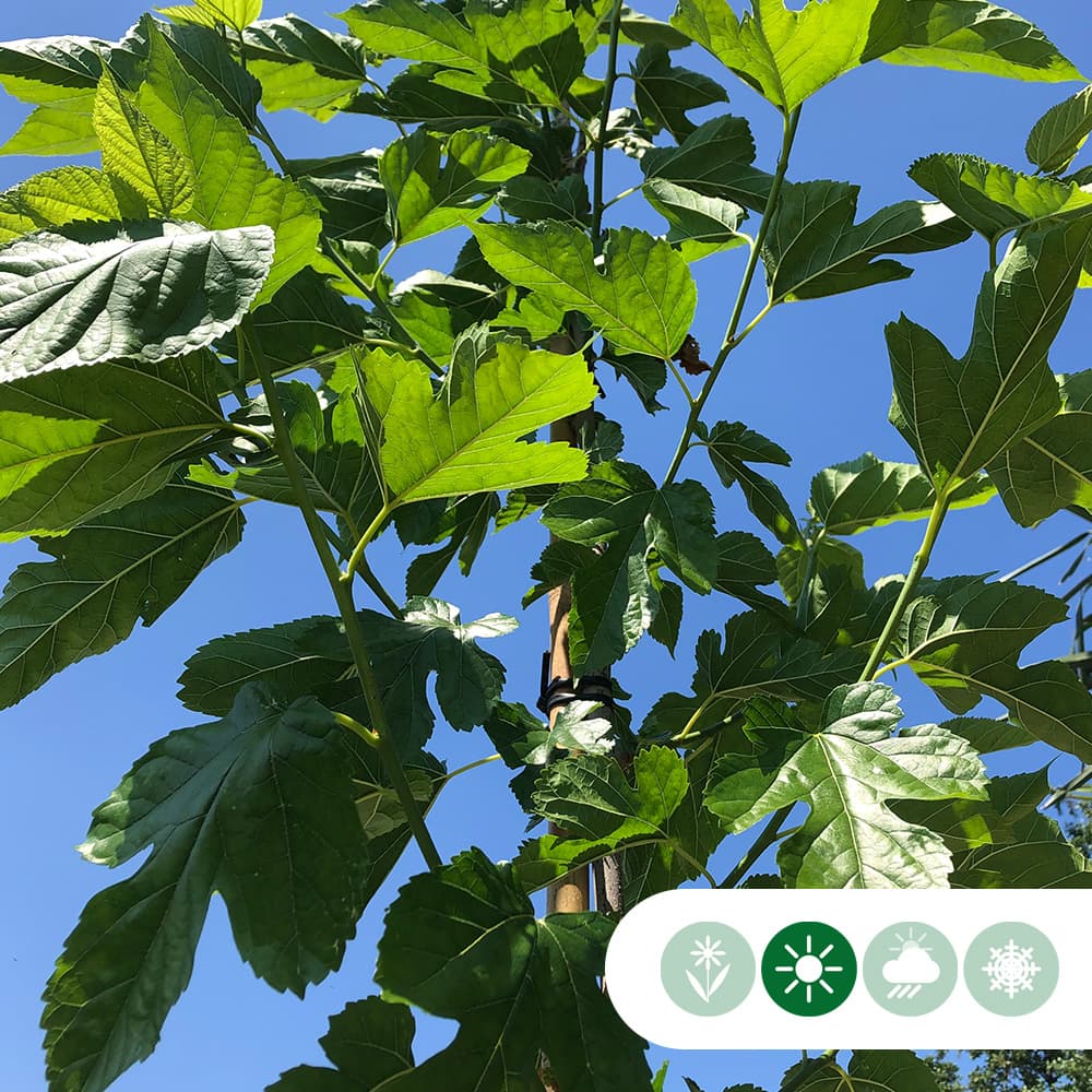 Dach-Maulbeerbaum in Kreuzform