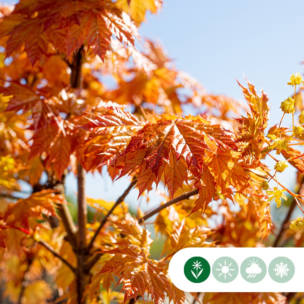 Acer platanoides Princeton Gold