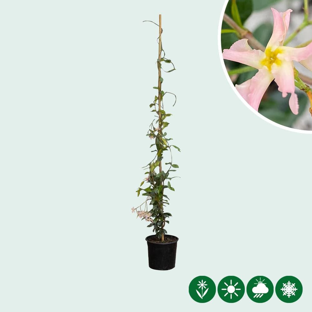 Rosa Sternjasmin 'Star of Sicily'