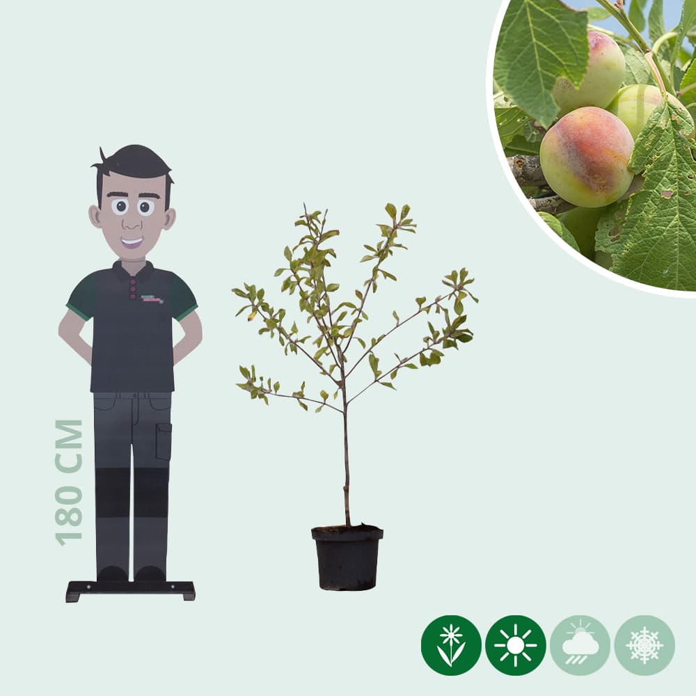 Süße Pflaume 'Opal'