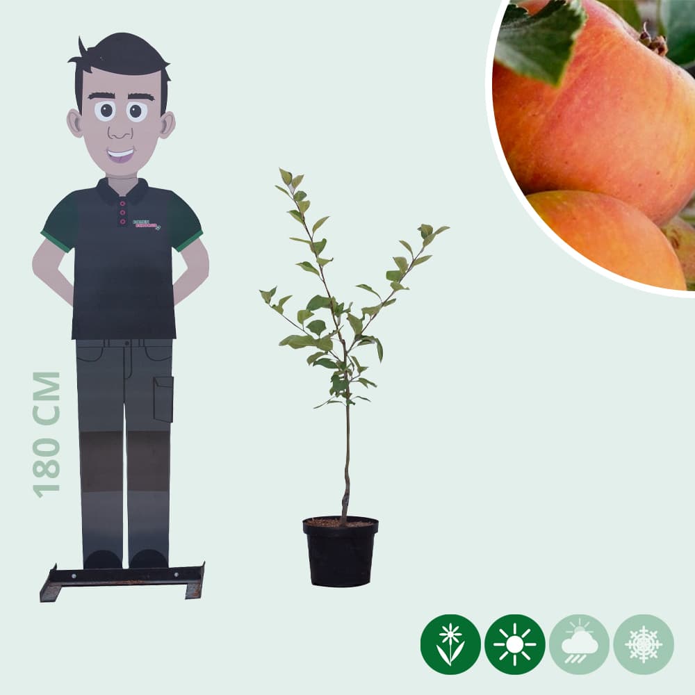 Malus d. 'Cox's Orange Pippin'