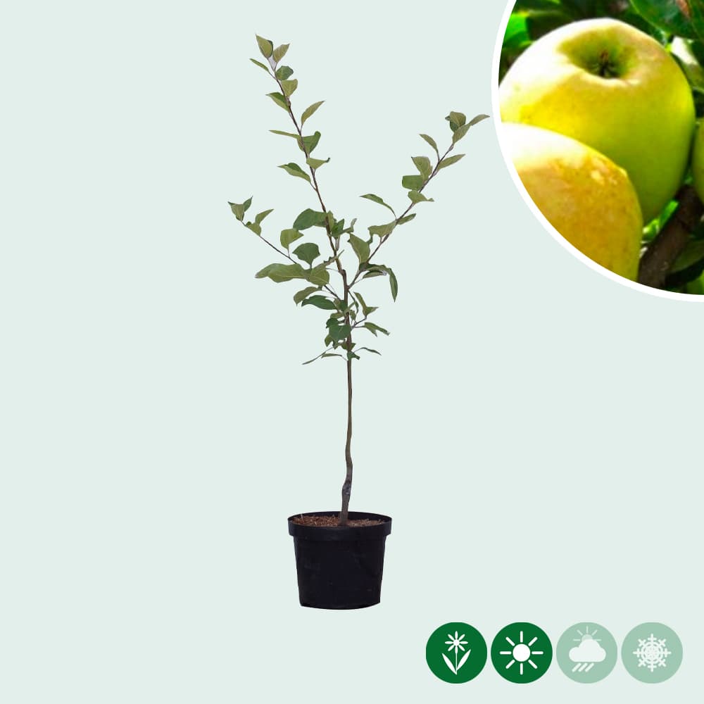 Malus d. 'Golden Delicious'