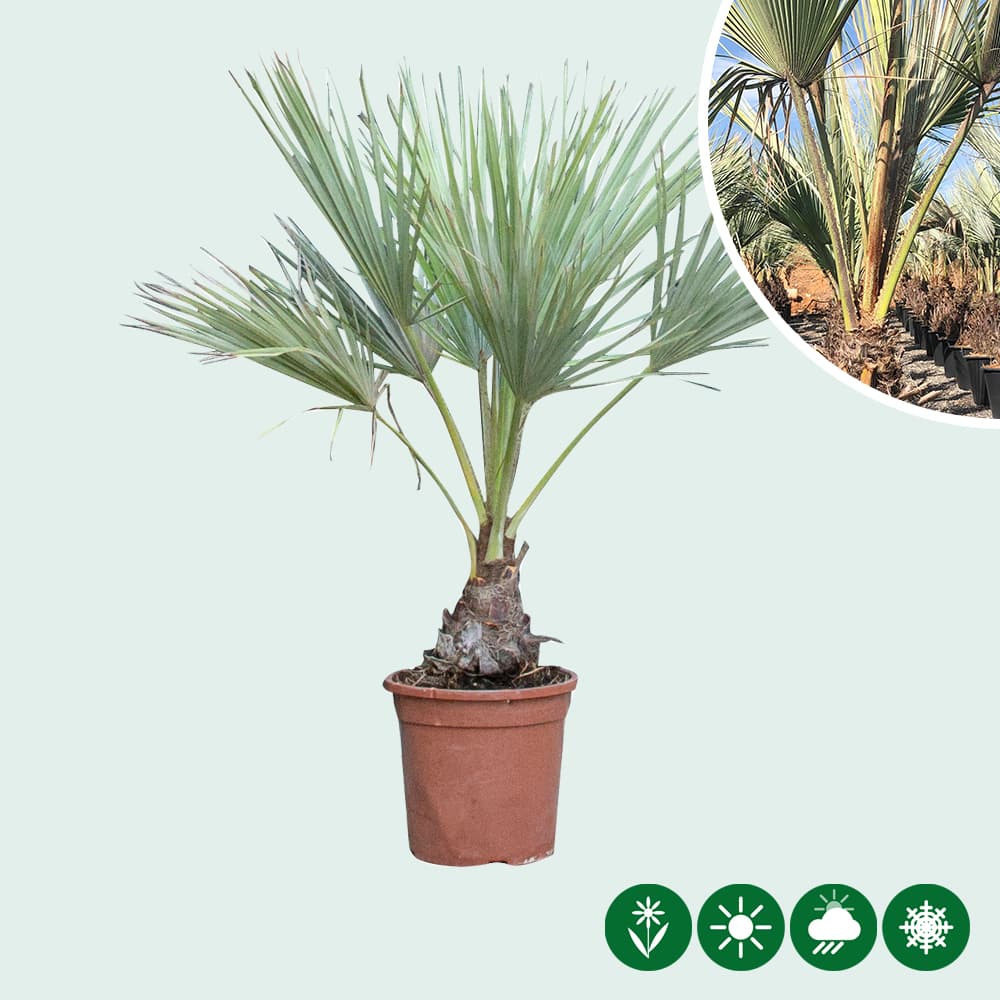 Blaue Hesperidenpalme