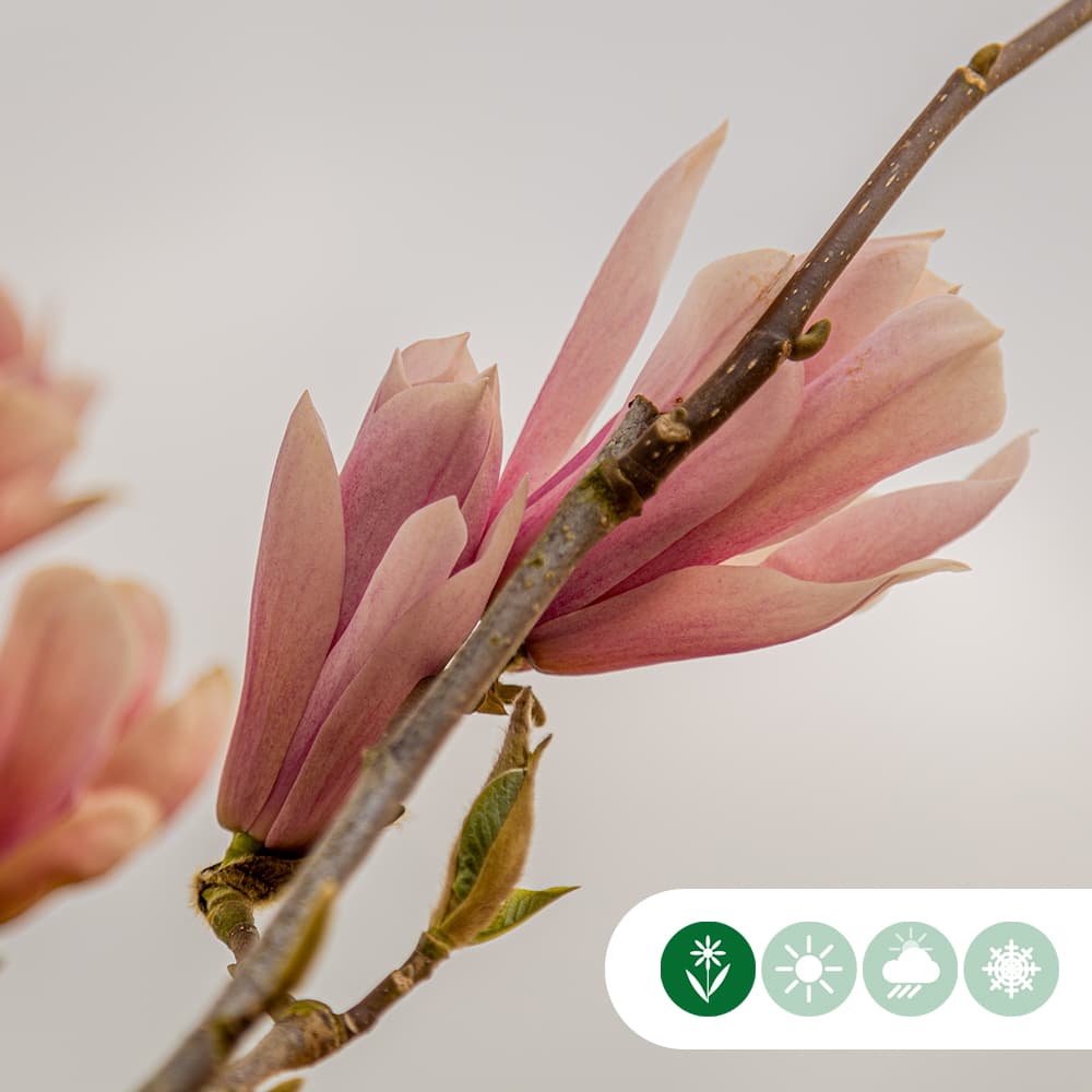 Magnolie 'Heaven Scent' Busch