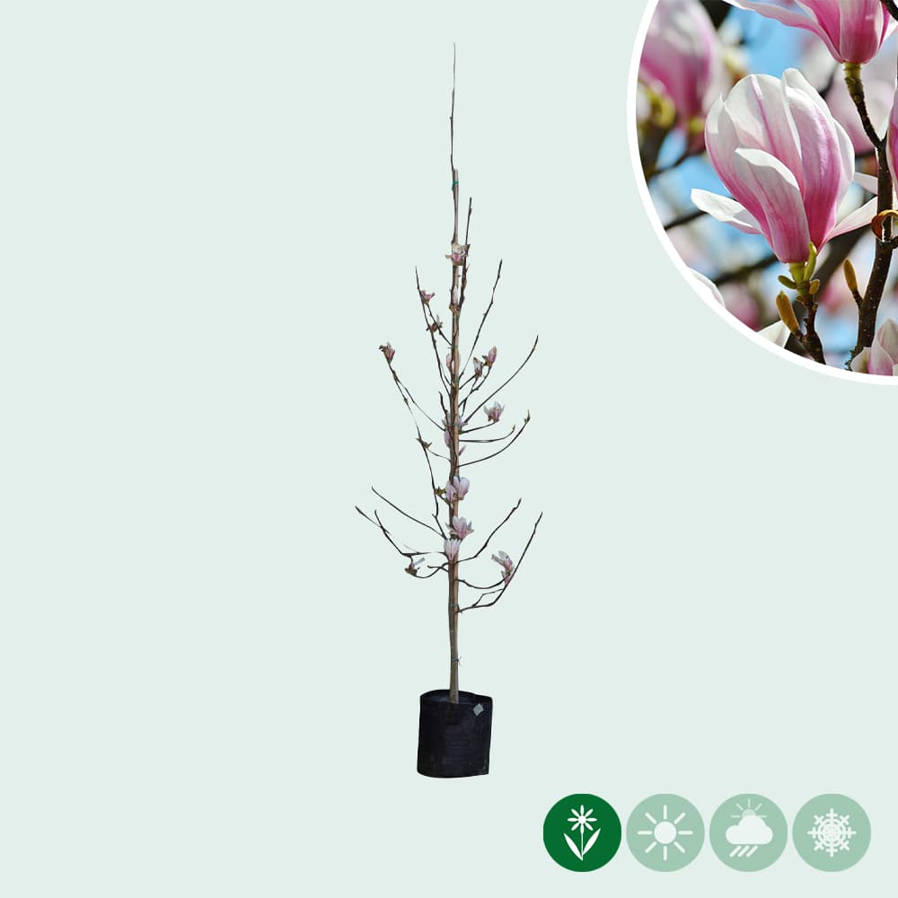 Tulpen-Magnolie (Magnolia soulangeana)